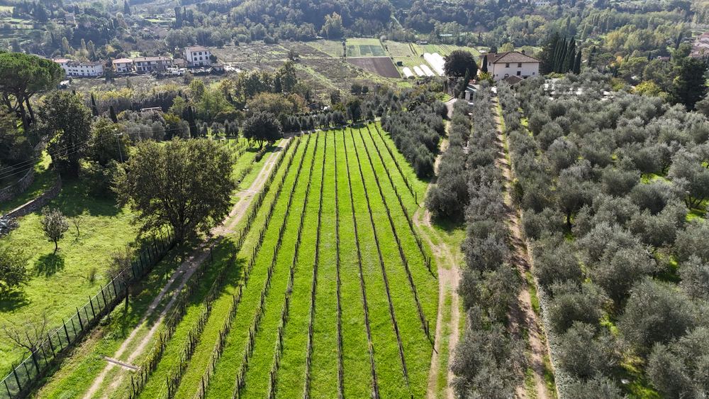 Filari e uliveto visti dall'alto
