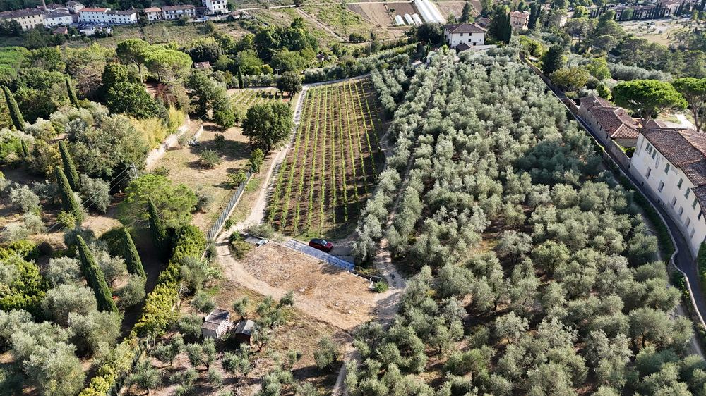 Uliveti secolari della tenuta