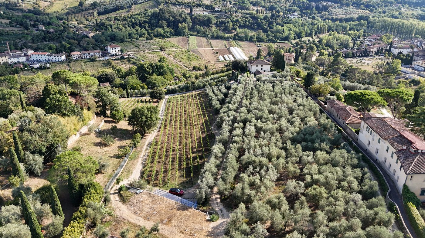 Gli uliveti della tenuta